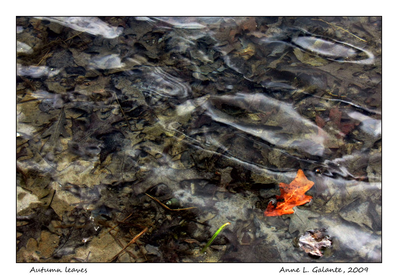 Autumn Leaves