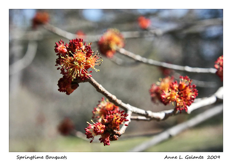 spring bouquets