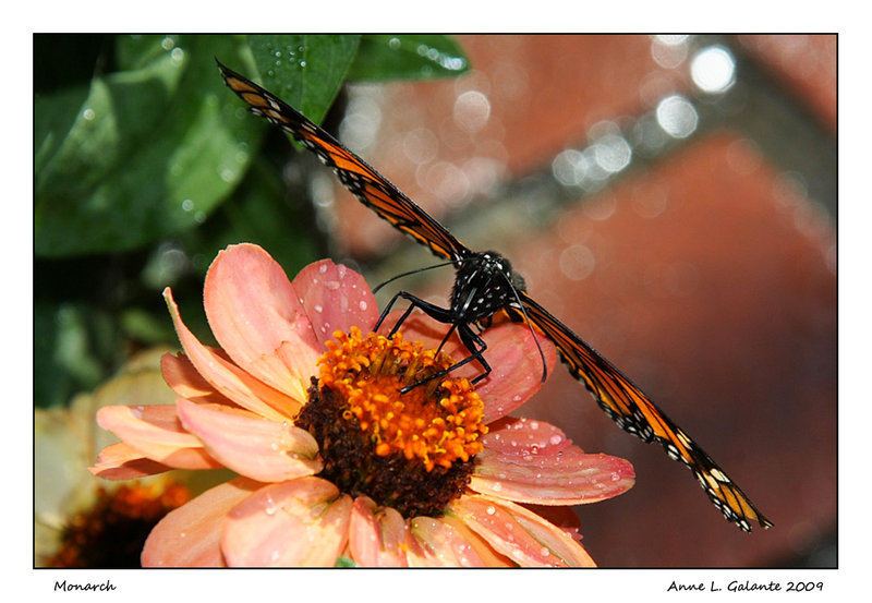Monarch