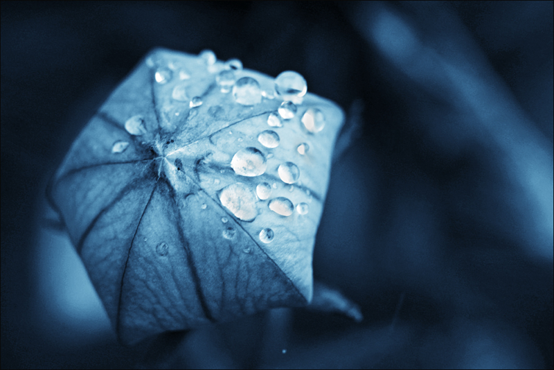 Bud & Drops