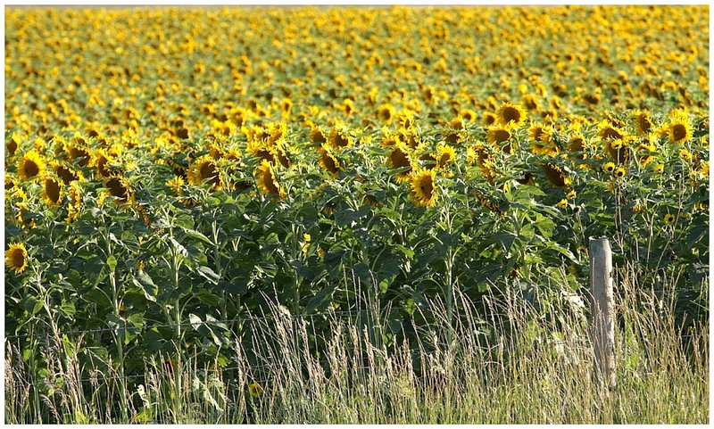 Sunflowers Roadside
