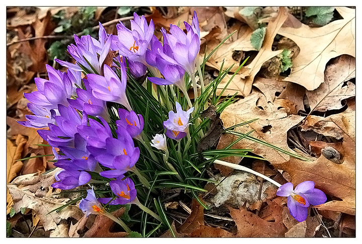 Spring Bouquet