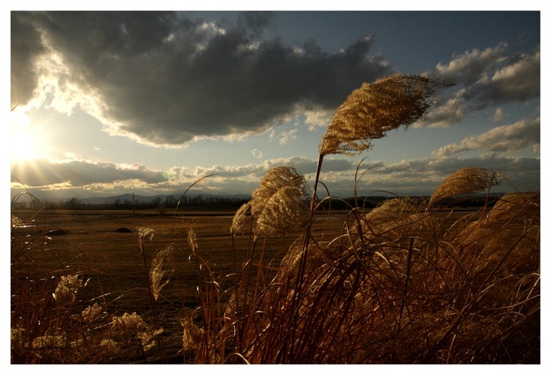 Grasses & Light