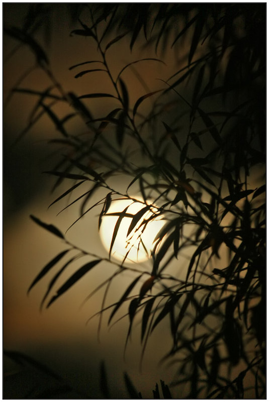 5am Moon