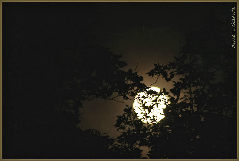 Moon Up