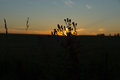 Weeds in Silhouette.