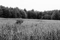 Field Of Reeds