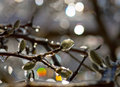 Sun Shower
