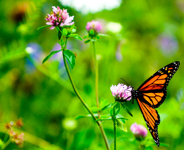 Butterfly 1