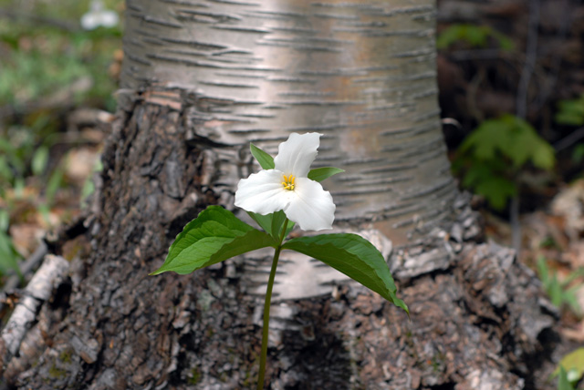 trillium 1