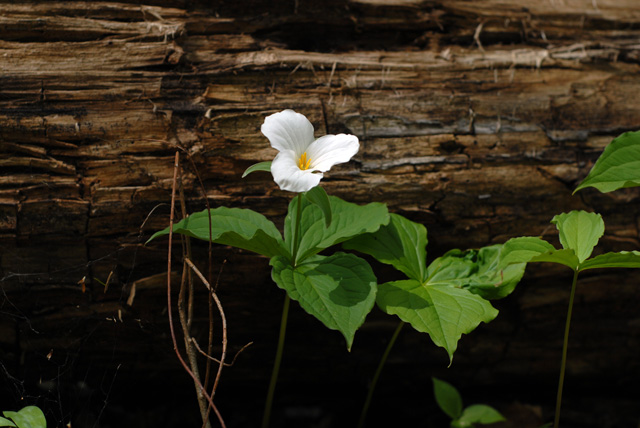 trillium 2