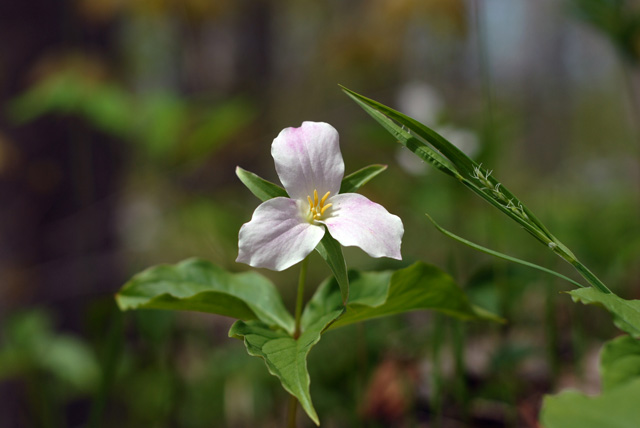 pink trillium