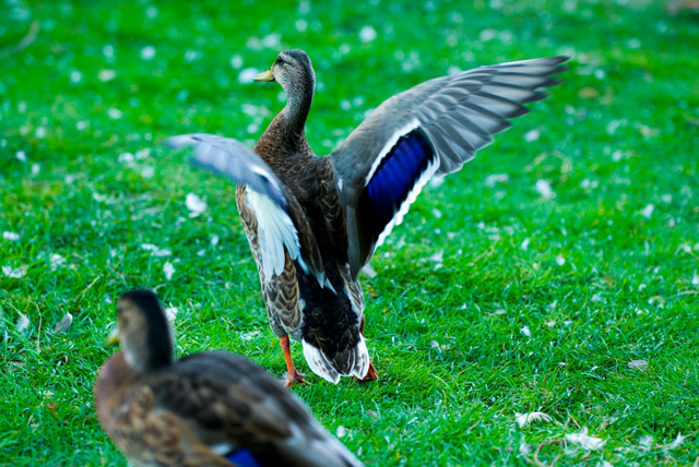 When Ducks Land