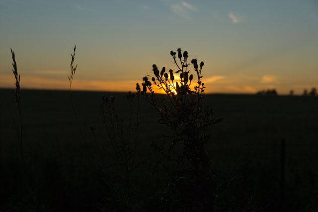 Weeds in Silhouette.