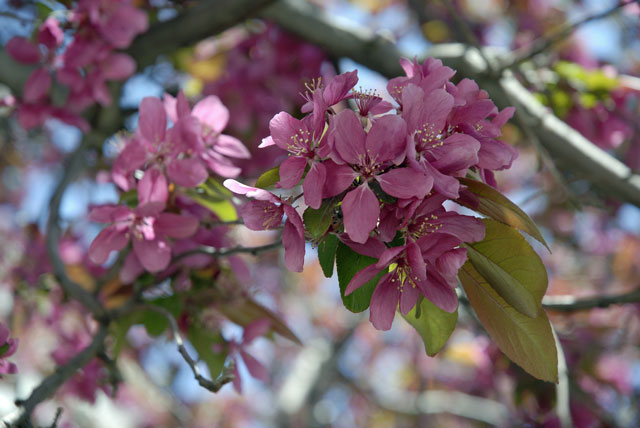 Blossoms