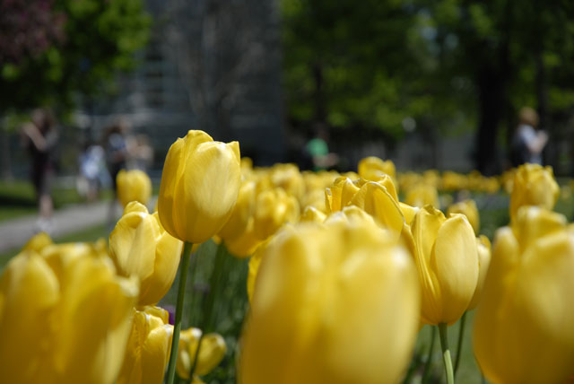 Yellow Tulips