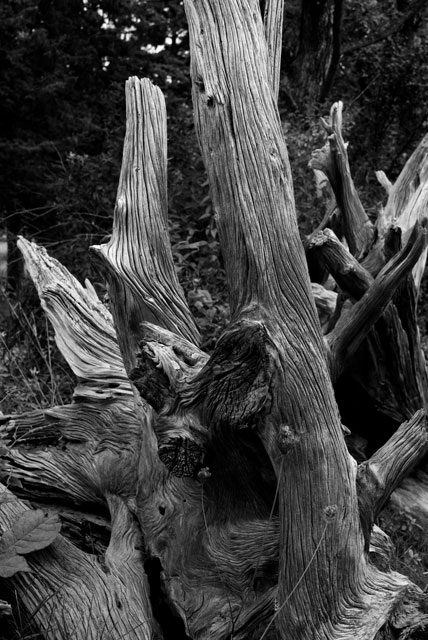 Stump Fence