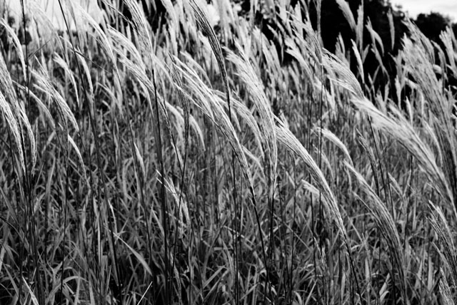 Roadside Wheat