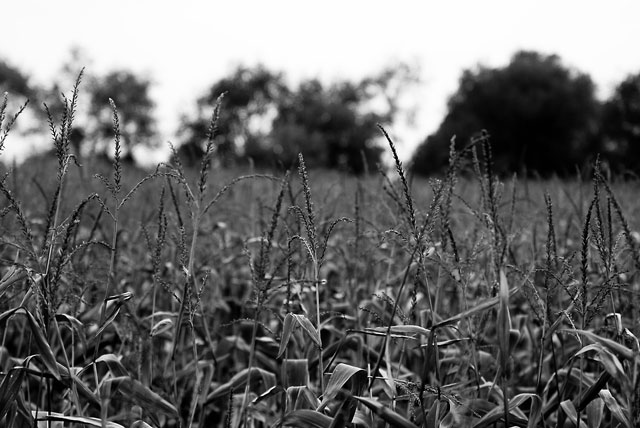 Cow Corn