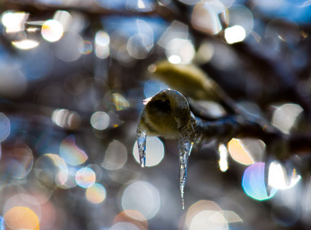 Winter Buds