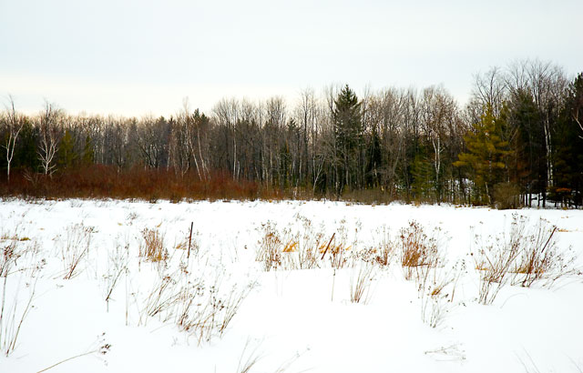 Winter Scene