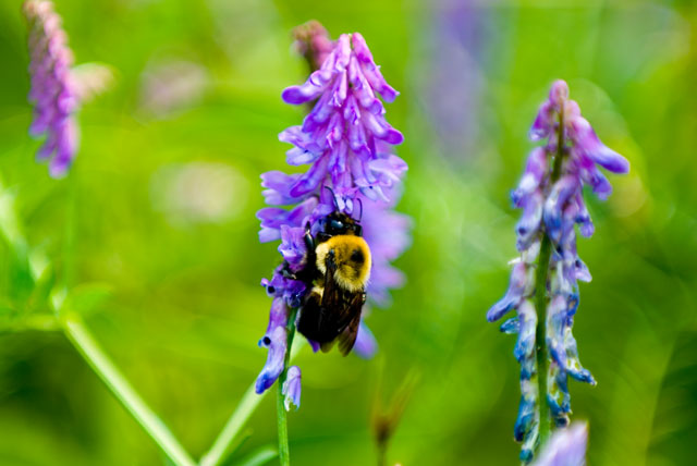 Bumble bee
