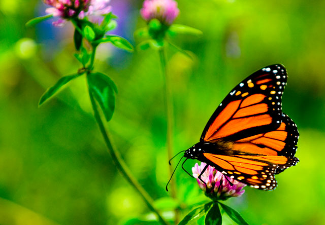 butterfly 2