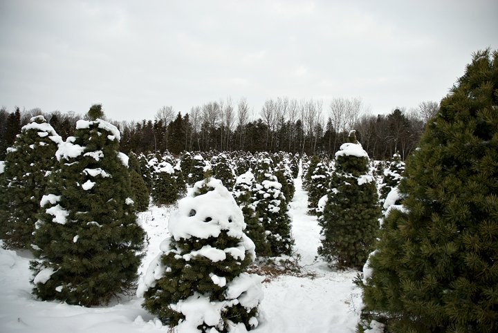 And Lots Of Trees