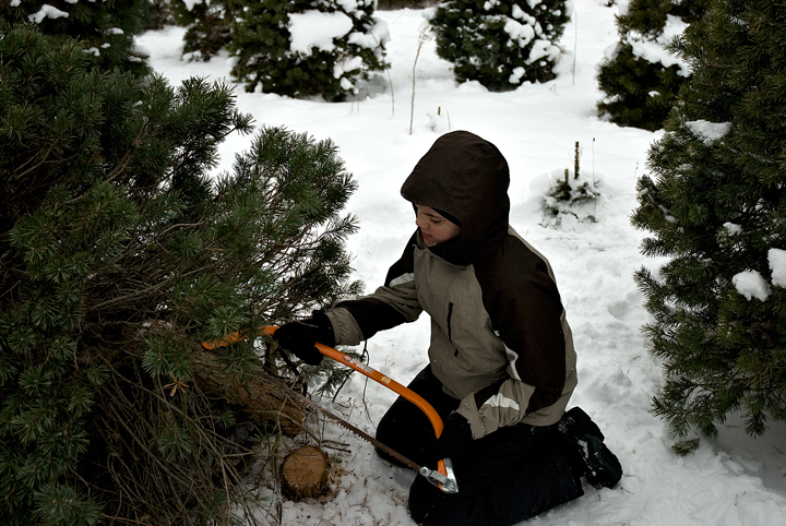 Timber