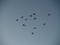 The silent group of doves