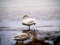 P3131592 Svanir 3.jpg