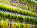 Water running wild