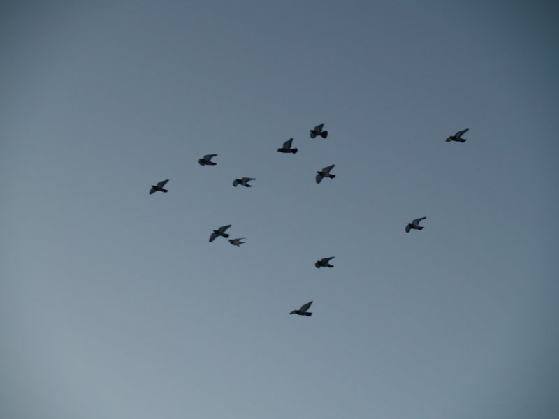 The silent group of doves