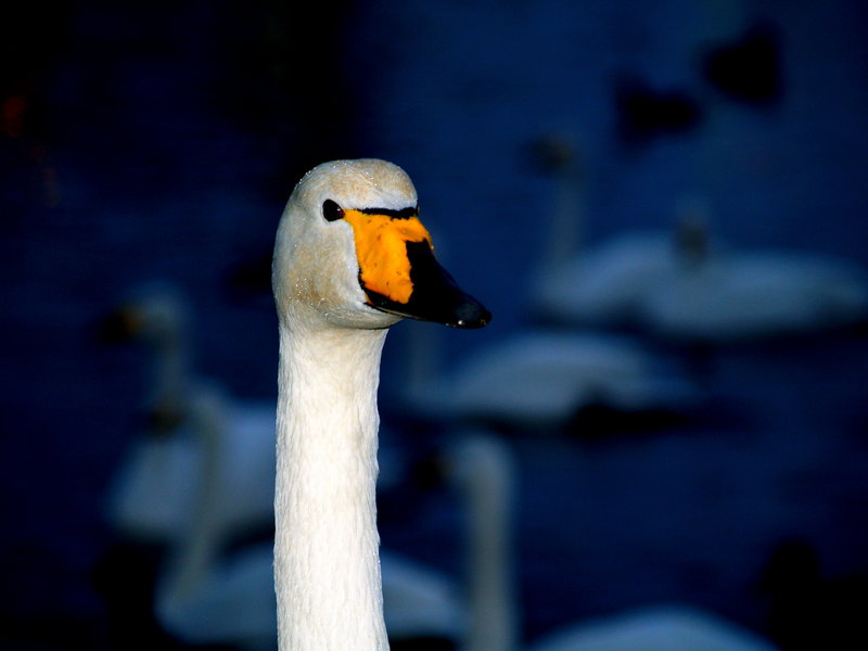 My swan.jpg