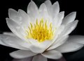 water lilly.jpg