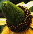Cone flower 2.jpg