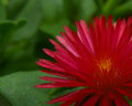 red flower2.jpg