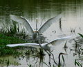 birds22.jpg