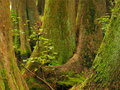 Cypress grove
