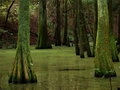 Cypress swamp