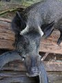Feral Pig