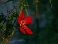 Texas Star