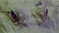 Eyes