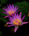 Water Lillys