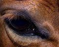 Eye See You
