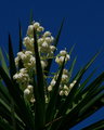 Yucca