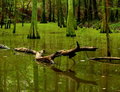 Cypress Swamp 2