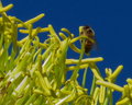 Bee Heaven