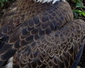 Eagle Feathers