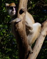 Monkey See
